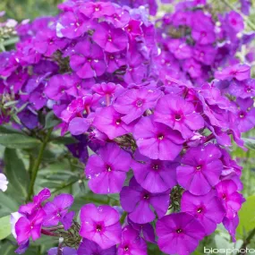 Phlox Düsterlohe : godet vert